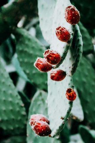Why Is The Prickly Pear Seed Oil So Special?