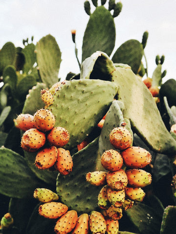 Prickly Pear Seed Oil : A Hidden Treasure With Endless Beauty Benefits